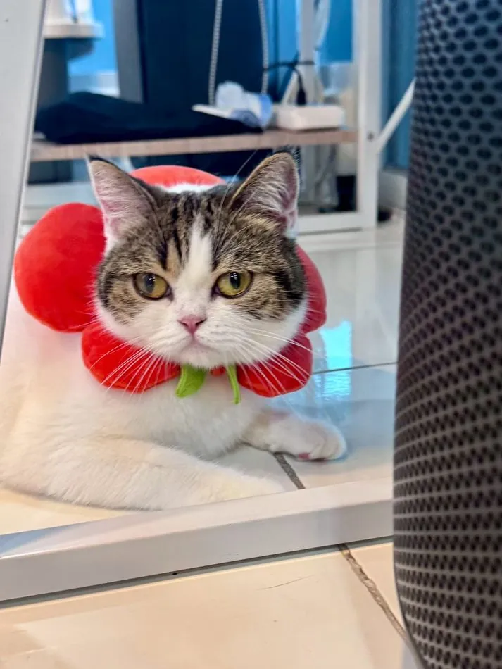 Happy, a resident studio cat